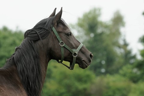 Arabian thoroughbred