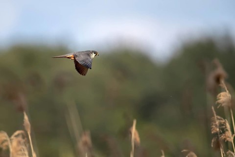 Red-footed Falcon