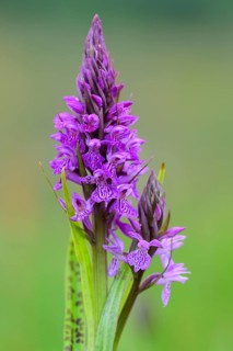 Southern marsh orchid