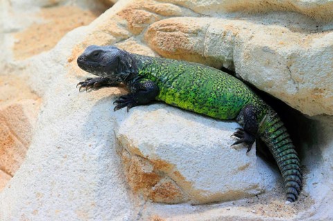 African thorn-tailed dragon