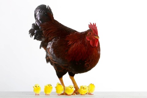 House cock