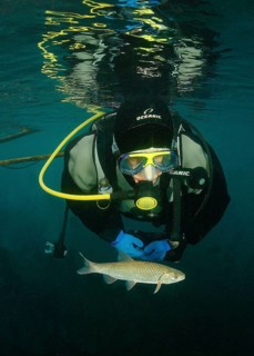 Diver and chub