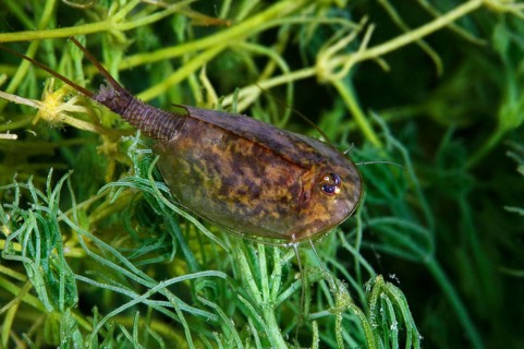Gill-foot crab