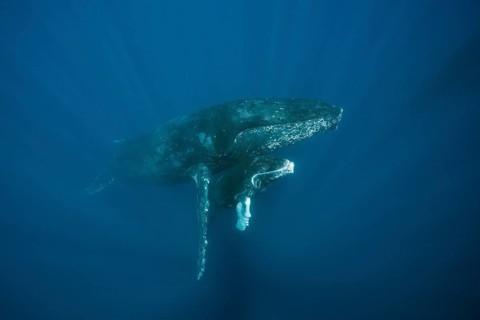 Humpback whales
