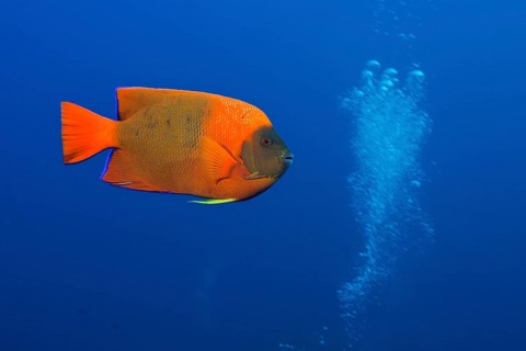Clarion Angelfish