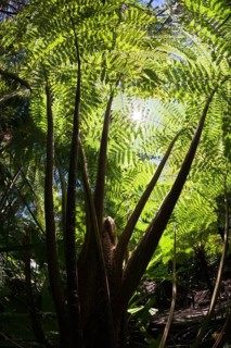 Tree fern