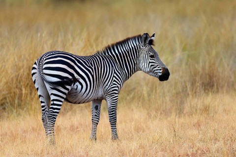 Crawshay's zebra