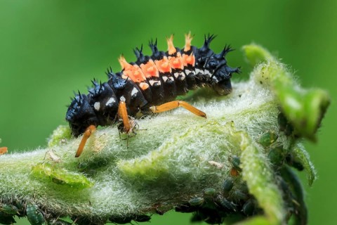 Harlequin Ladybird