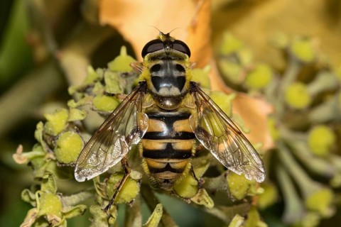 Death's-head hoverfly