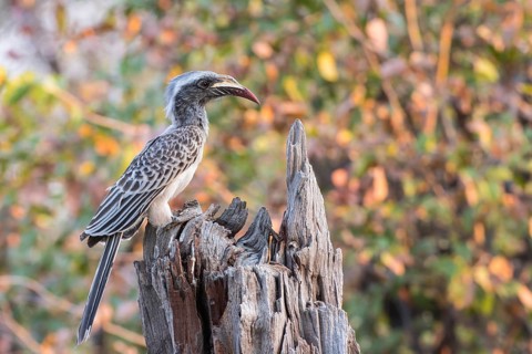 African grey hornbill