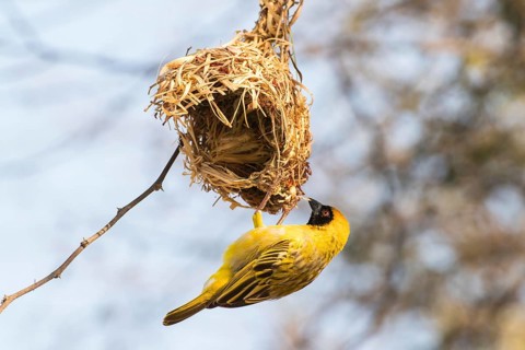 Southern Masked Weaver