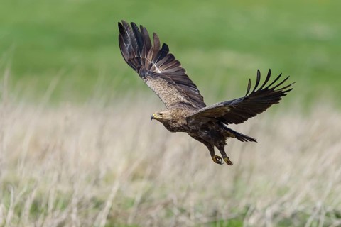 Female Lesser spotted eagle