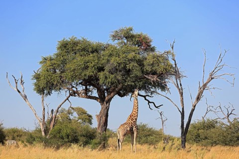 Giraffe