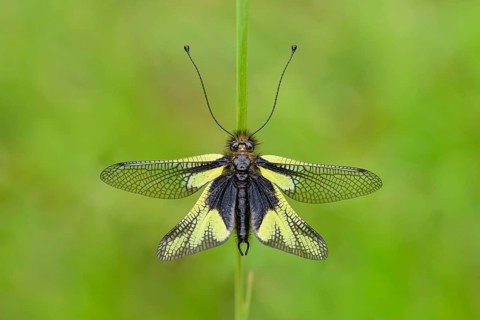 Dragonfly butterfly
