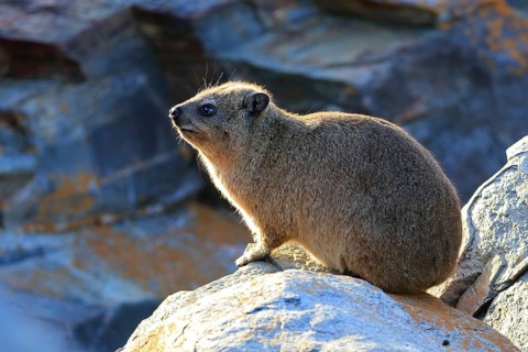 Cape hyrax