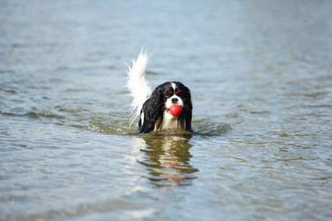 Cavalier King Charles Spaniel