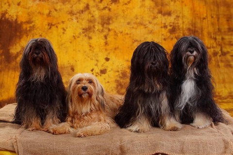 Tibet terrier