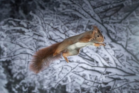 Squirrel