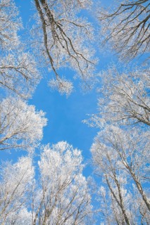 Tree tops of deep snow covered beech forest against blue sky in Neuchatel Jura