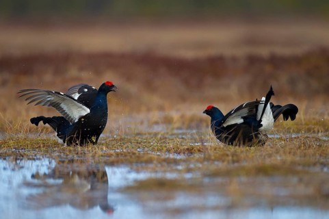 Black grouse