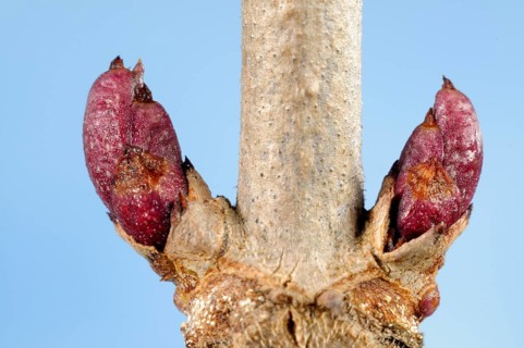 Elder