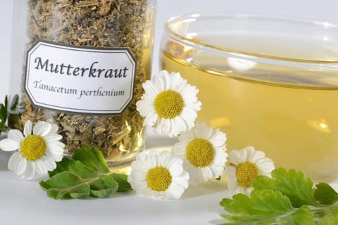 Cup of butterwort tea