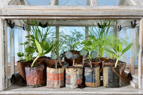 Various herbs in small greenhouse