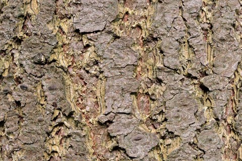 Douglas fir bark