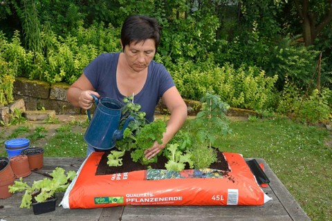Bag of garden soil planted with tomatoes and cruciferous plants