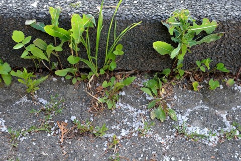 Weed control with road salt