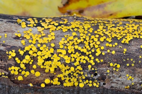 Bisporella citrina s