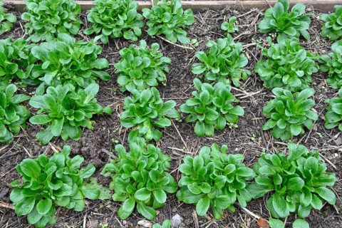 Lettuce