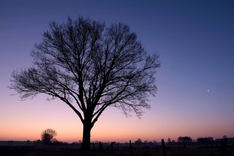 Single tree at dawn