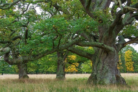 Old Oak