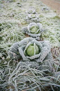 Savoy cabbage