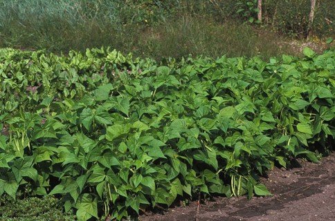 Garden Bean