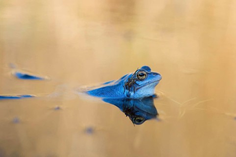 Moor frog