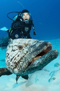 Diver and potato grouper