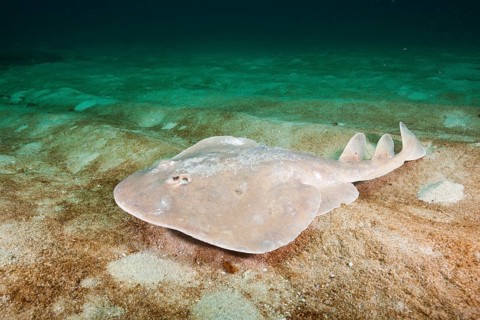 Giant tremor ray