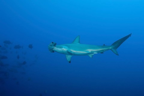 Scalloped Hammerhead
