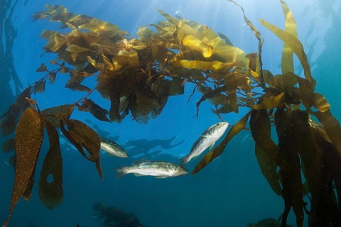Kelp Bass