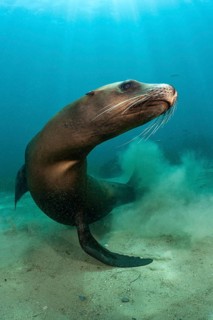 California Sea Lion