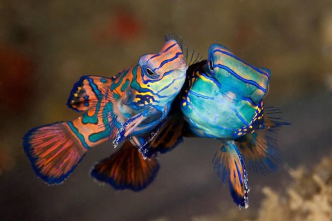 Mating mandarin fish