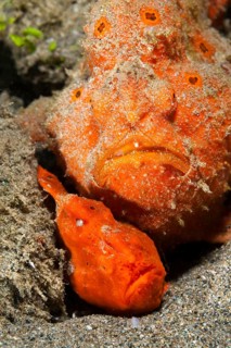 Pair of orange round-spotted frogfishes