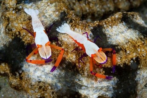 Pair of Emperor Shrimp