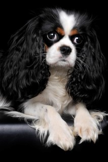 Cavalier King Charles Spaniel