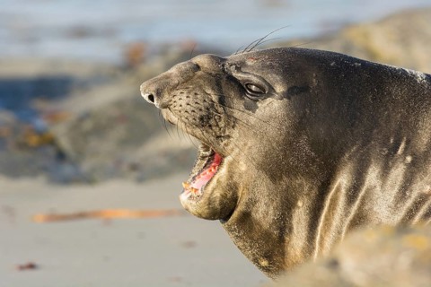 Sealion Island