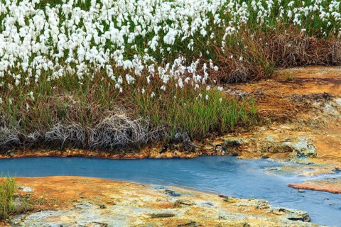 Cottongrass
