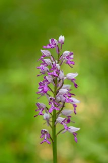 Military orchid