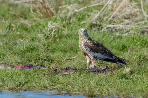 Male marsh harrier